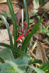 Aechmea tillandsioides