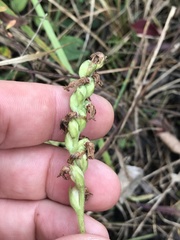Spiranthes arcisepala
