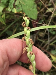 Spiranthes arcisepala