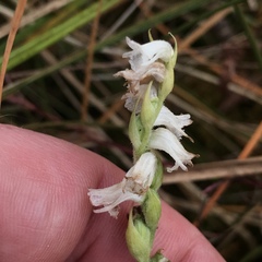 Spiranthes arcisepala