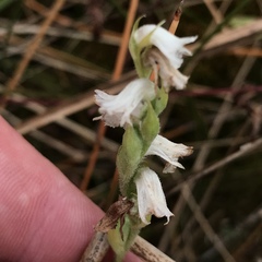 Spiranthes arcisepala