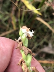 Spiranthes arcisepala