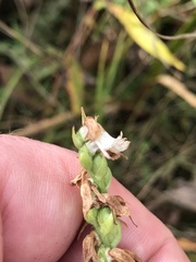 Spiranthes arcisepala