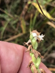 Spiranthes arcisepala