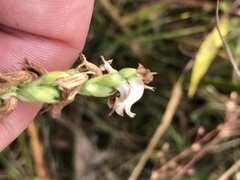 Spiranthes arcisepala