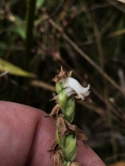 Spiranthes arcisepala