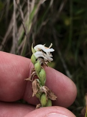 Spiranthes arcisepala