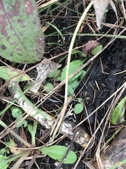 Spiranthes arcisepala
