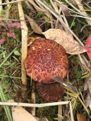 Suillus spectabilis