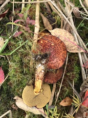 Suillus spectabilis