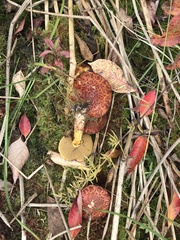 Suillus spectabilis