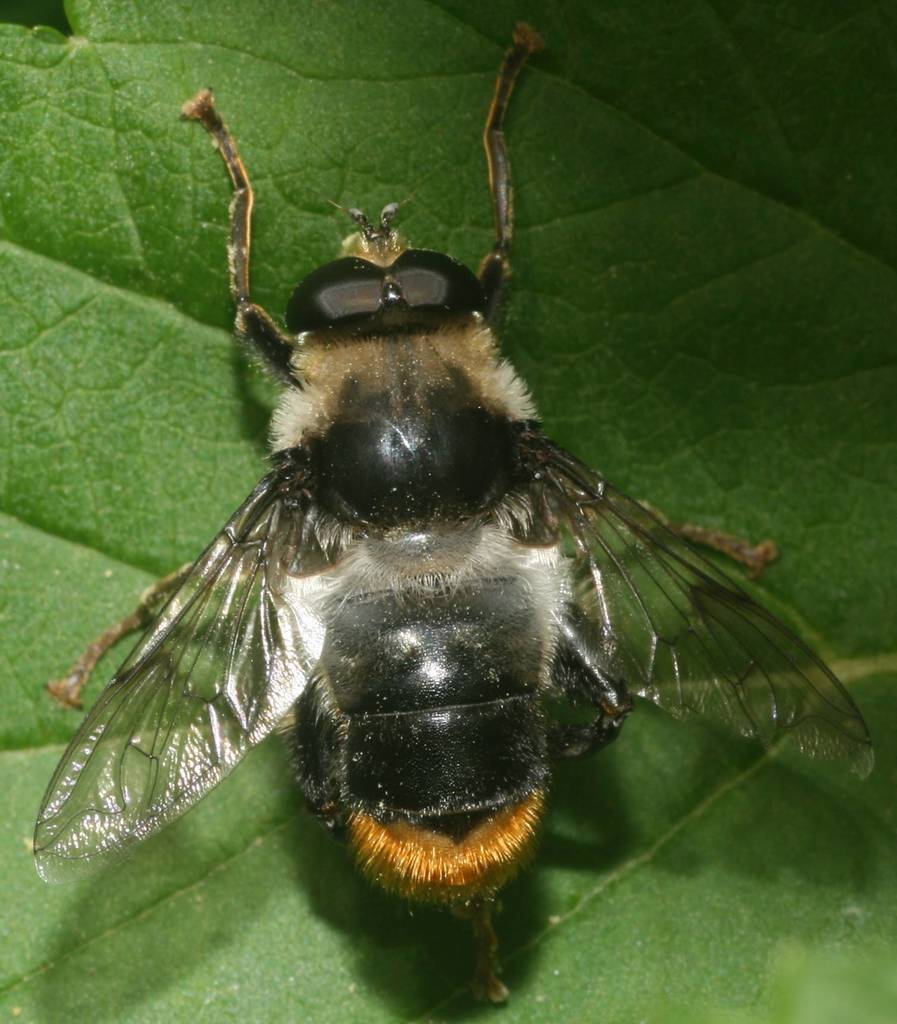 Mallota tricolor