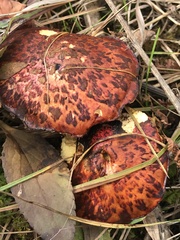 Suillus spectabilis