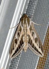Hyles livornicoides