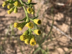 Solidago gillmanii
