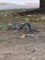 Sciurus carolinensis