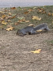 Sciurus carolinensis