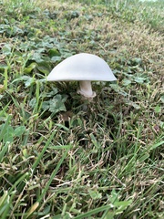 Fungi