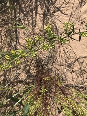 Solidago gillmanii
