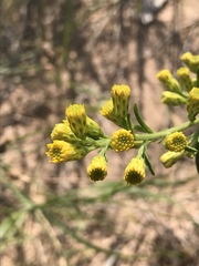 Solidago gillmanii