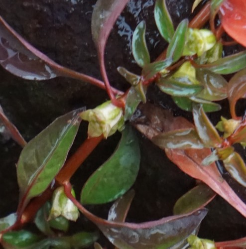 Ludwigia palustris