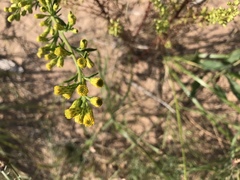 Solidago gillmanii