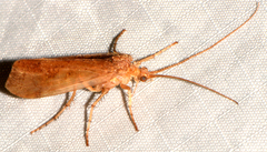 Limnephilus indivisus