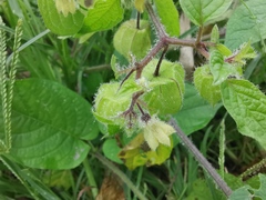 Physalis pubescens