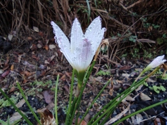 Zephyranthes candida