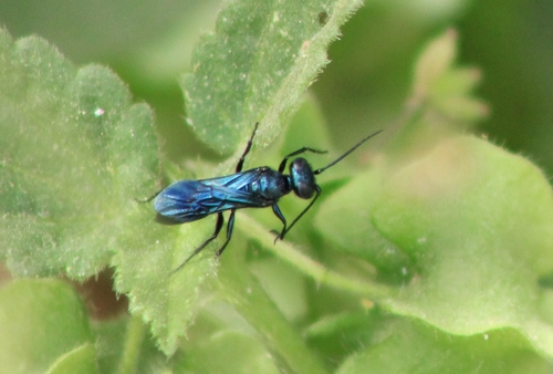 Dryudella caerulea (Cresson, 1881)