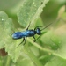 Dryudella caerulea - Photo (c) Leonardo Hernández Escudero, algunos derechos reservados (CC BY-NC), subido por Leonardo Hernández Escudero