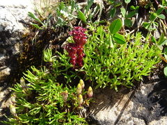 Sedum atratum
