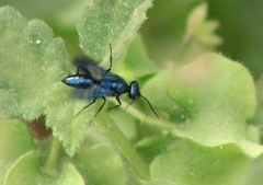 Dryudella caerulea