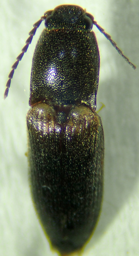 Athous limbatus