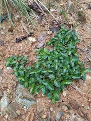 Melastoma dodecandrum