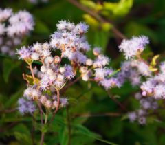 Conoclinium coelestinum