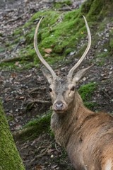 Cervus elaphus italicus