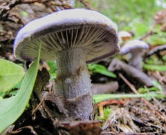 Cortinarius subfoetidus
