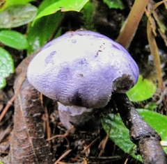 Cortinarius subfoetidus