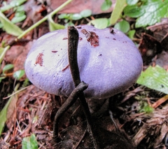 Cortinarius subfoetidus