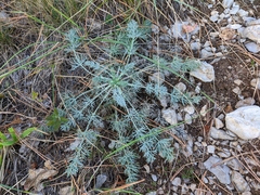 Seseli gummiferum