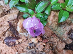 Melastoma dodecandrum