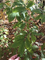 Castanea pumila