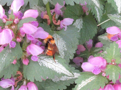 Bombus rufocinctus