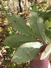 Castanea pumila