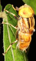 Eristalinus arvorum