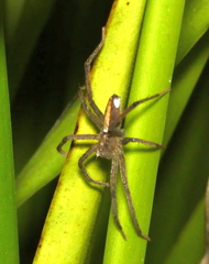 Neoctenus
