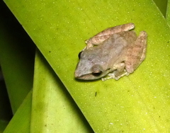Pristimantis ramagii
