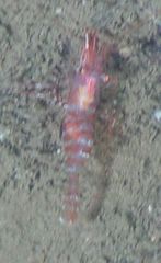 Eualus suckleyi