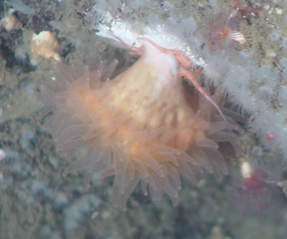 Cockscomb Cup Coral